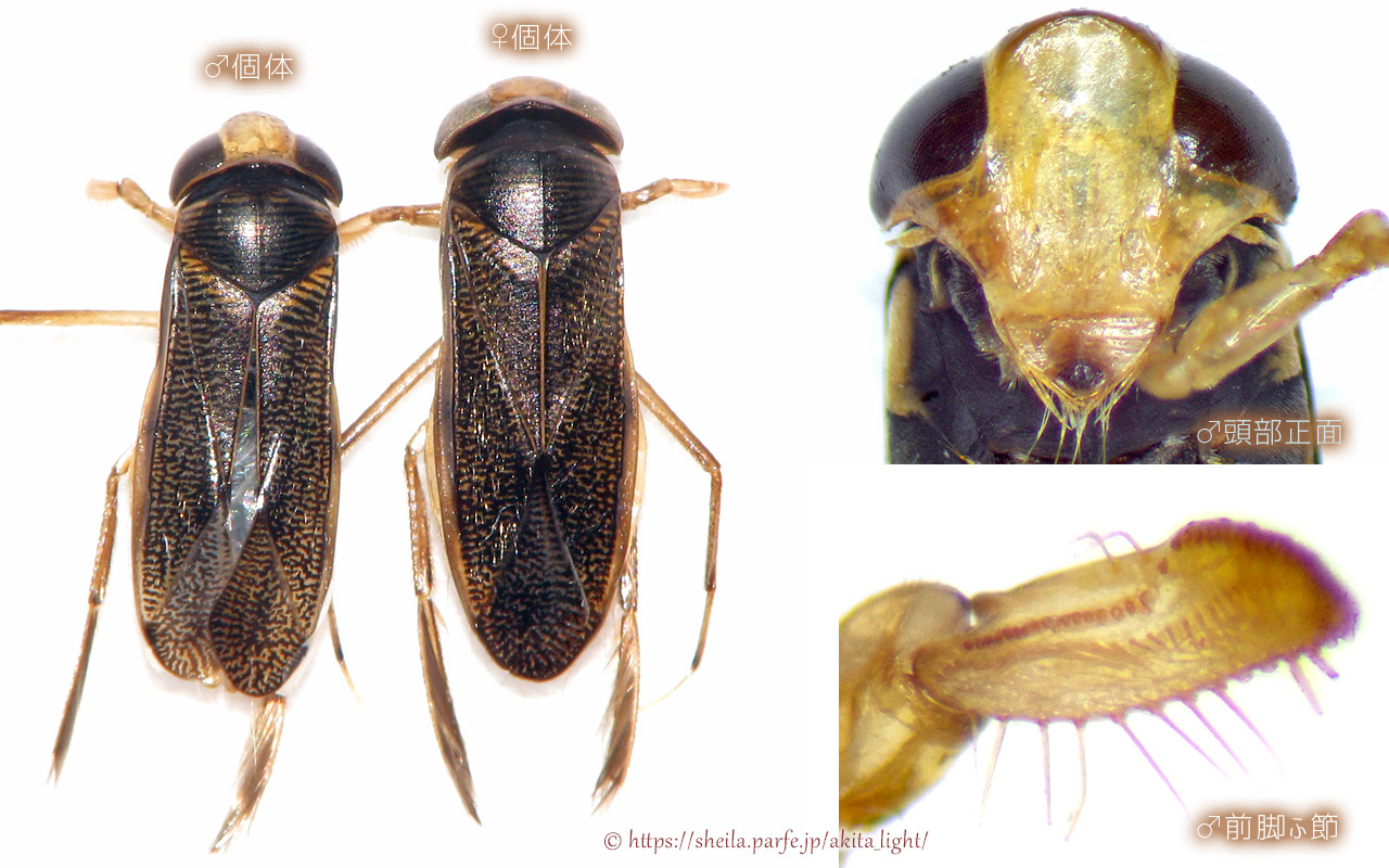チシマミズムシ(標本)