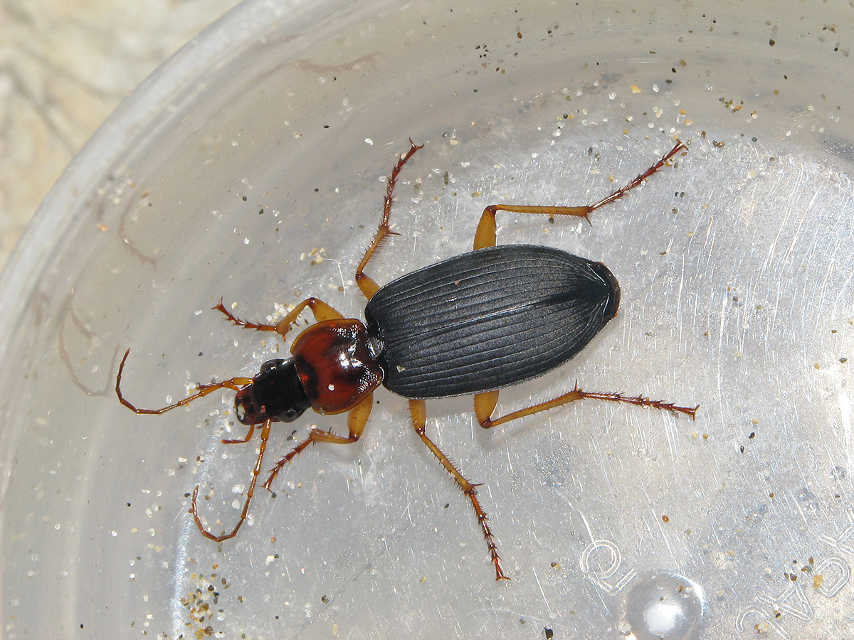 前胸背が赤いタイプのセアカヒラタゴミムシ - Aug. 2013, 海岸砂地 セアカヒラタゴミムシ(前胸背が赤いタイプ)