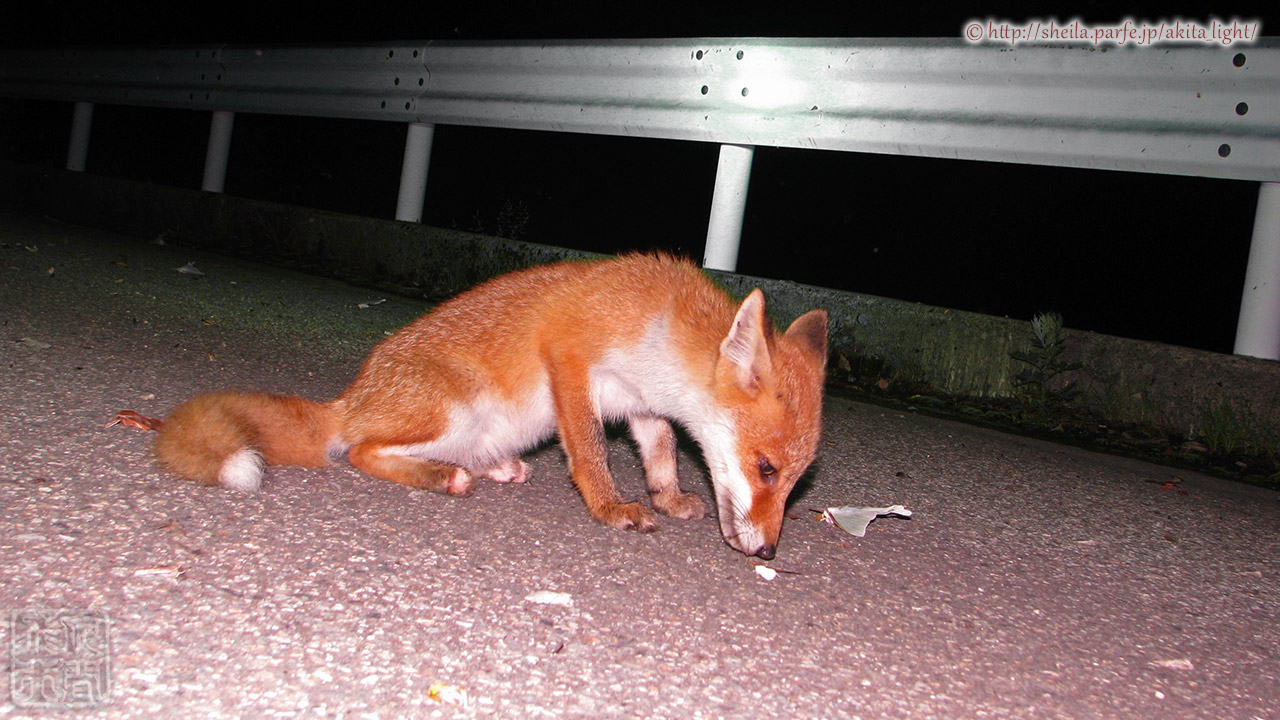 ホンドギツネ(キツネ,狐)