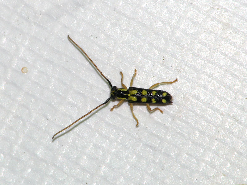 キモンカミキリ