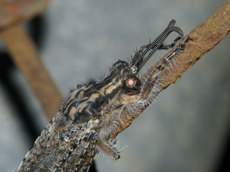 胸部~頭部アップ オオウスバカゲロウ