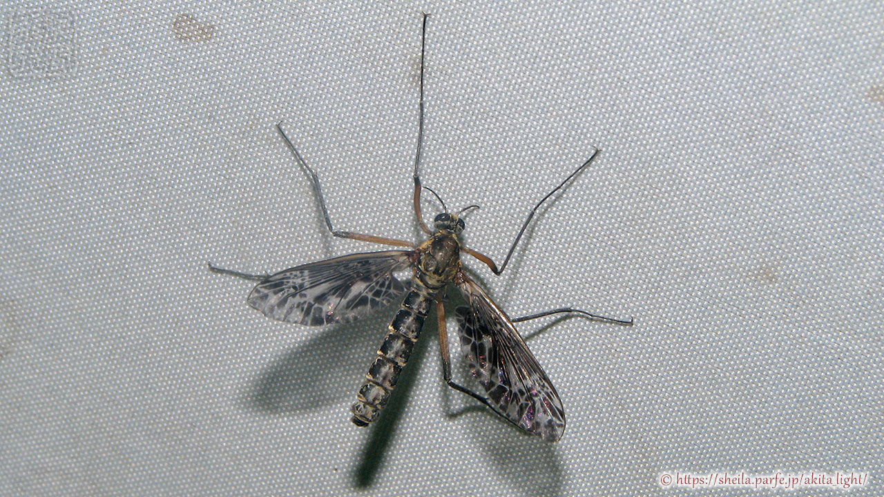 ライトトラップ下で撮影したクロバアミカ(メス)