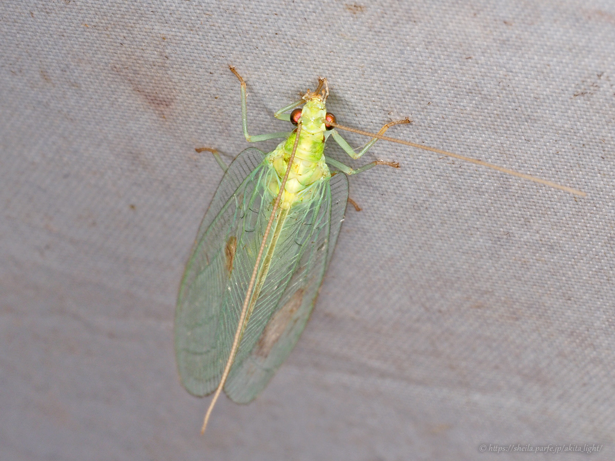 ヒメオオクサカゲロウ(正面)