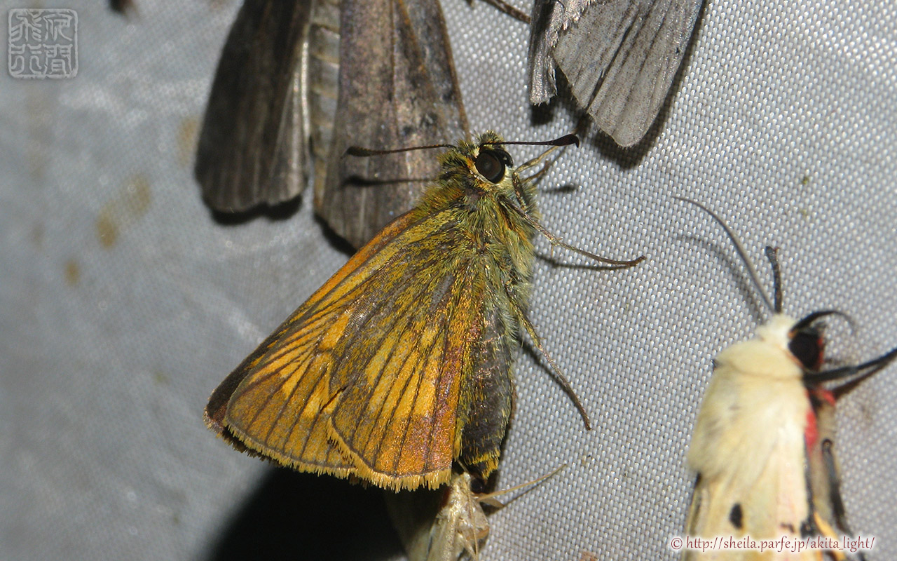 ヒメキマダラセセリ