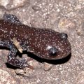 クロサンショウウオ(幼体)