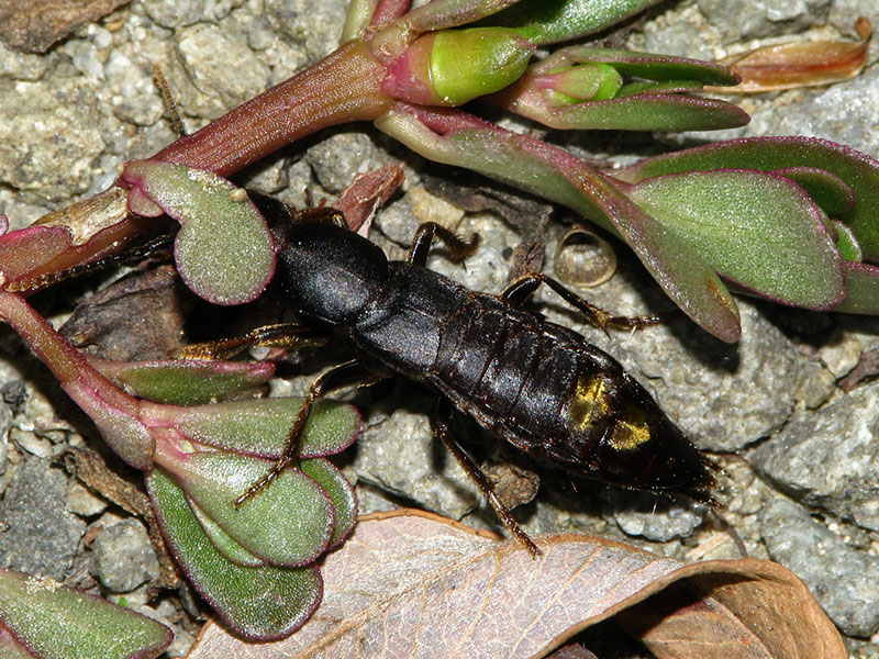 サビイロモンキハネカクシ属