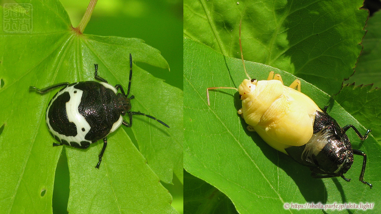 アカスジキンカメムシ(5齢幼虫と羽化成虫)