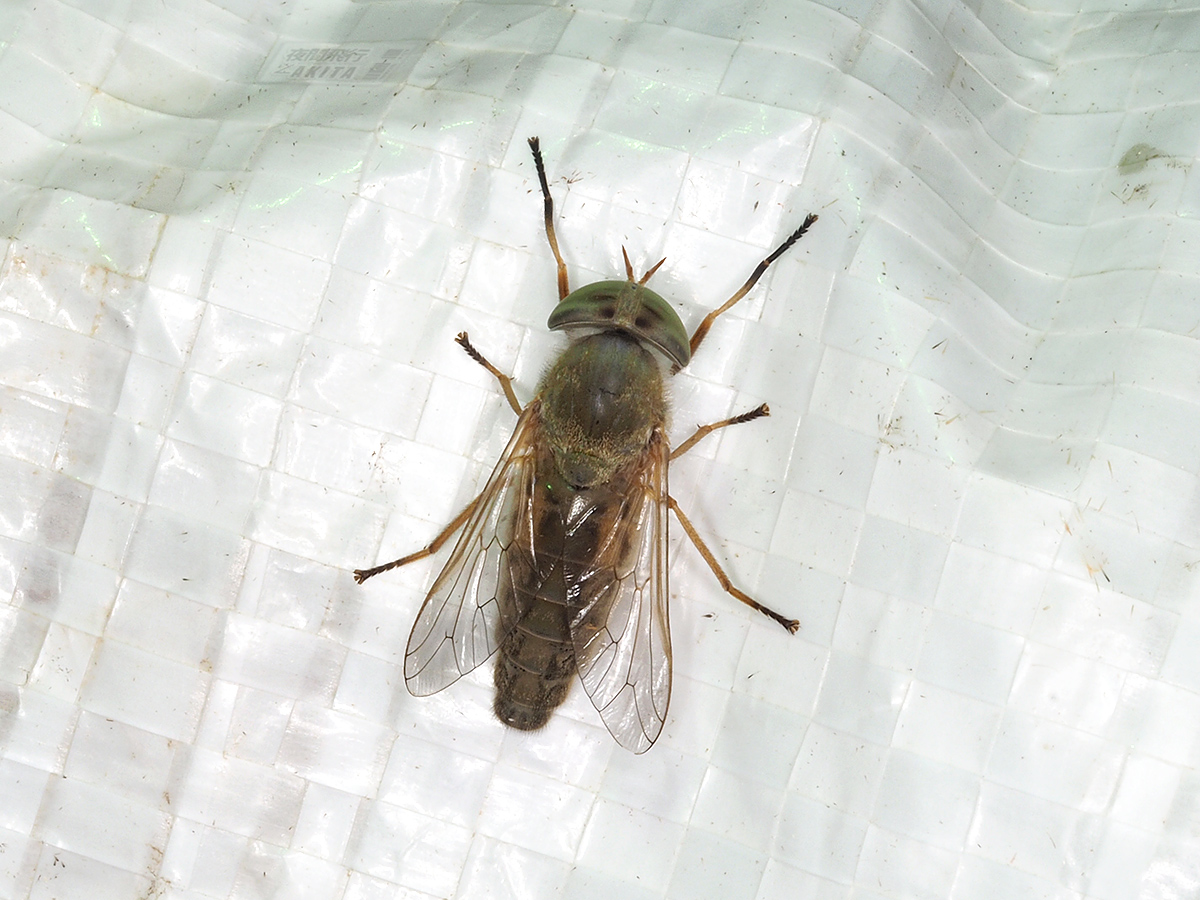 ライトトラップに飛来したキイロアブ属の一種♀個体 - July 2023, Alt.15mm ライトトラップに飛来したキイロアブ属の一種(メス)