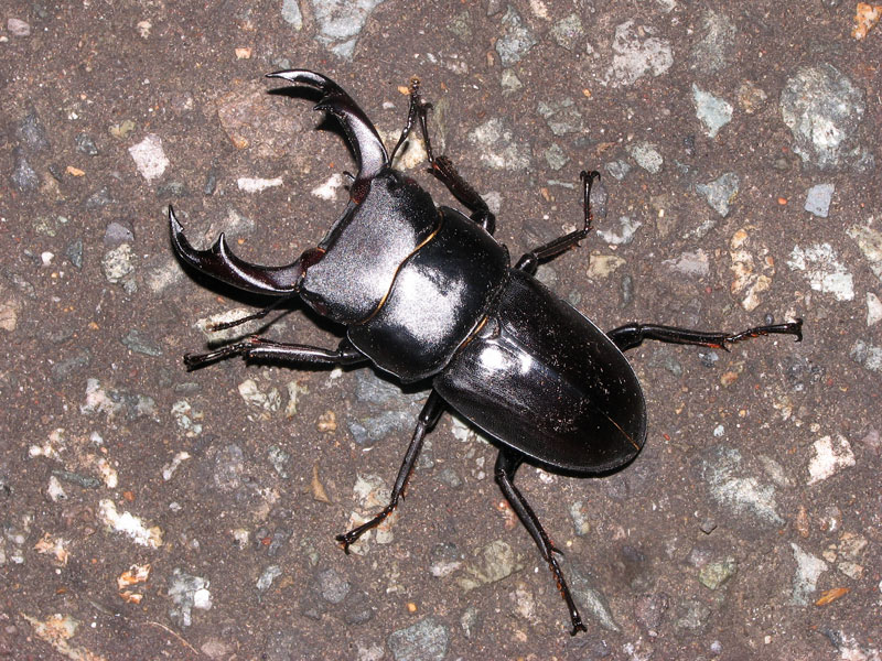 オオコクワ （オオクワガタ×コクワガタ自然交雑個体） | 夜間飛行