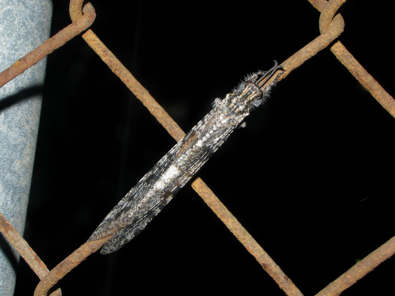 外灯下の金網とまるオオウスバカゲロウ オオウスバカゲロウ