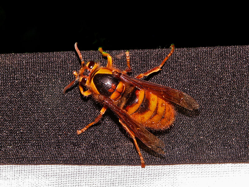 キイロスズメバチ女王