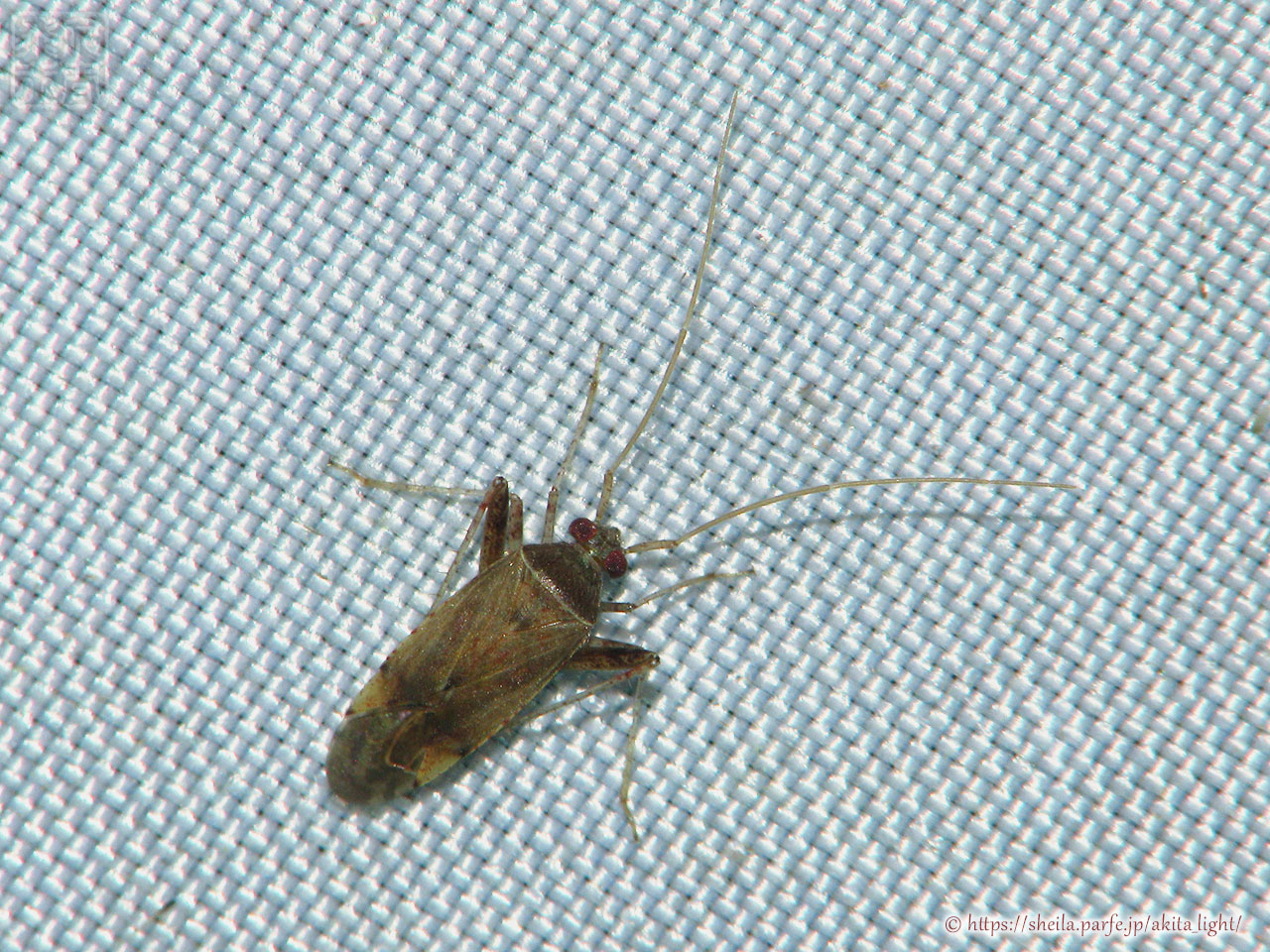 ライトトラップに飛来したヒゲナガカスミカメ