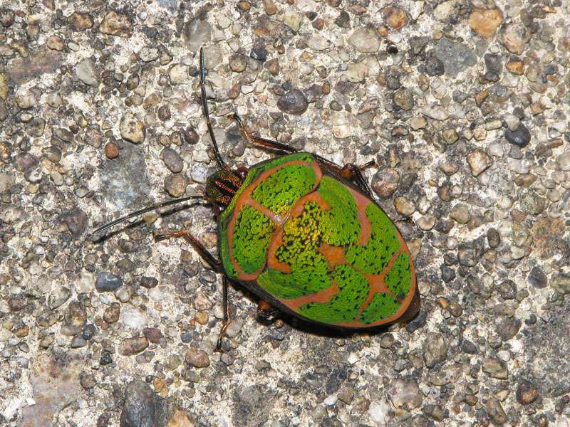 外灯に飛来していた(?)アカスジキンカメムシ アカスジキンカメムシ