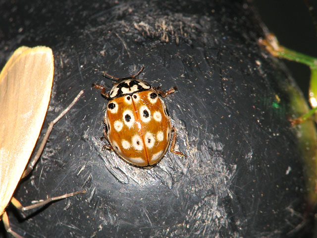 ウンモンテントウ