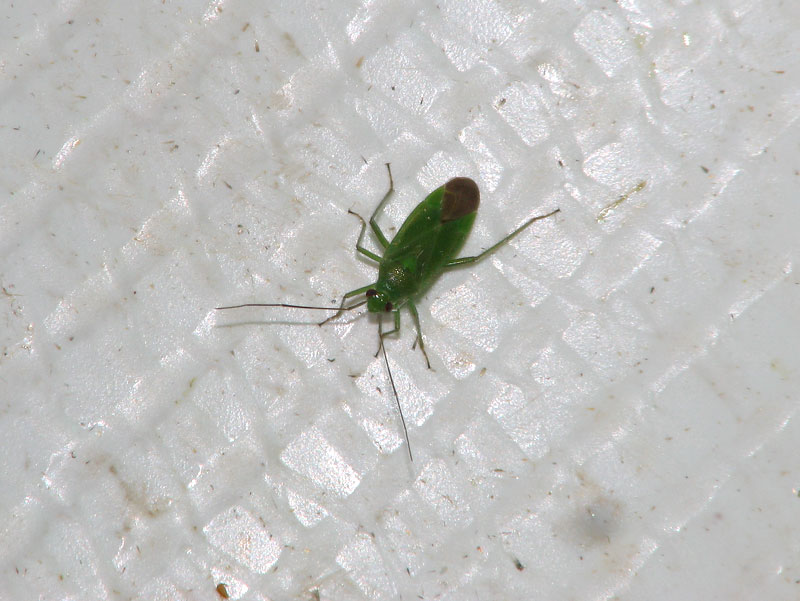 ライトトラップの白布にとまるヒメヒノキカスミカメ ヒメヒノキカスミカメ