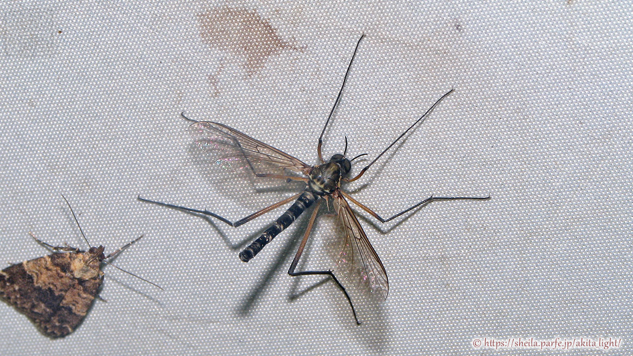 ライトトラップ下で撮影したクロバアミカ(オス)