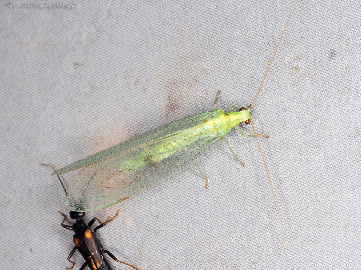ライトトラップに飛来したヒメオオクサカゲロウ