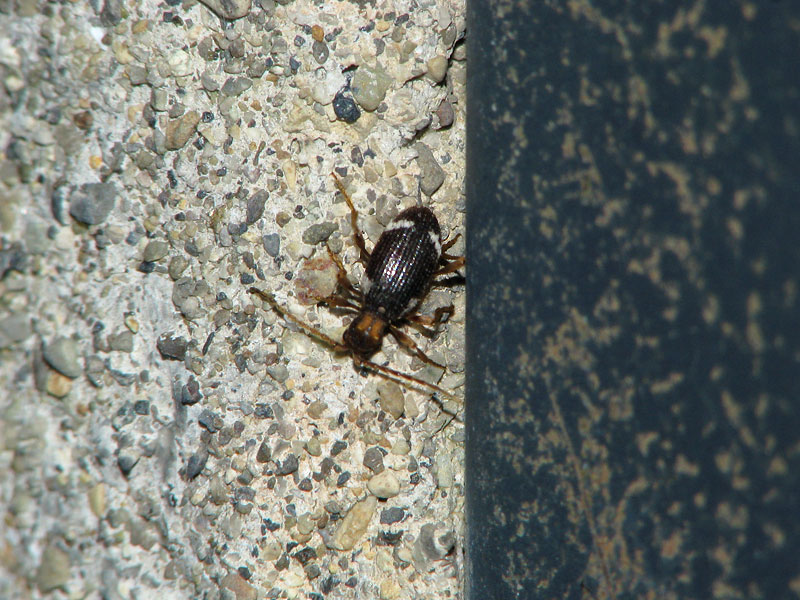 外灯下の壁にとまるナガヒョウホンムシ ナガヒョウホンムシ