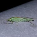 ヒメツユムシ雄個体